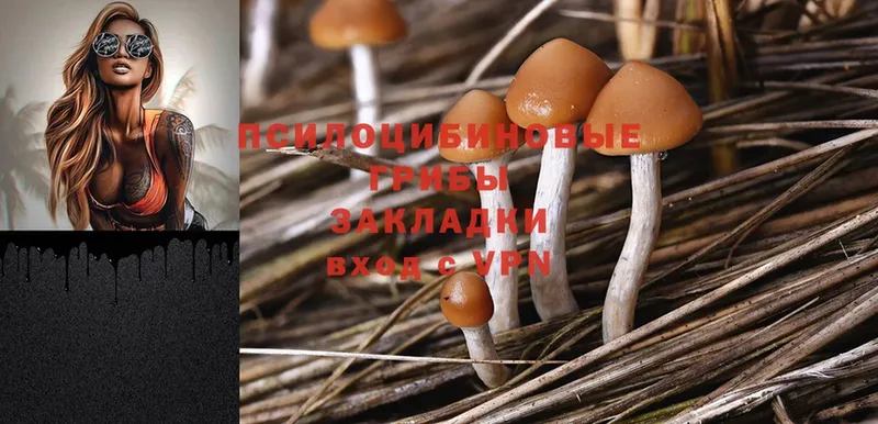 Галлюциногенные грибы Psilocybe Абдулино